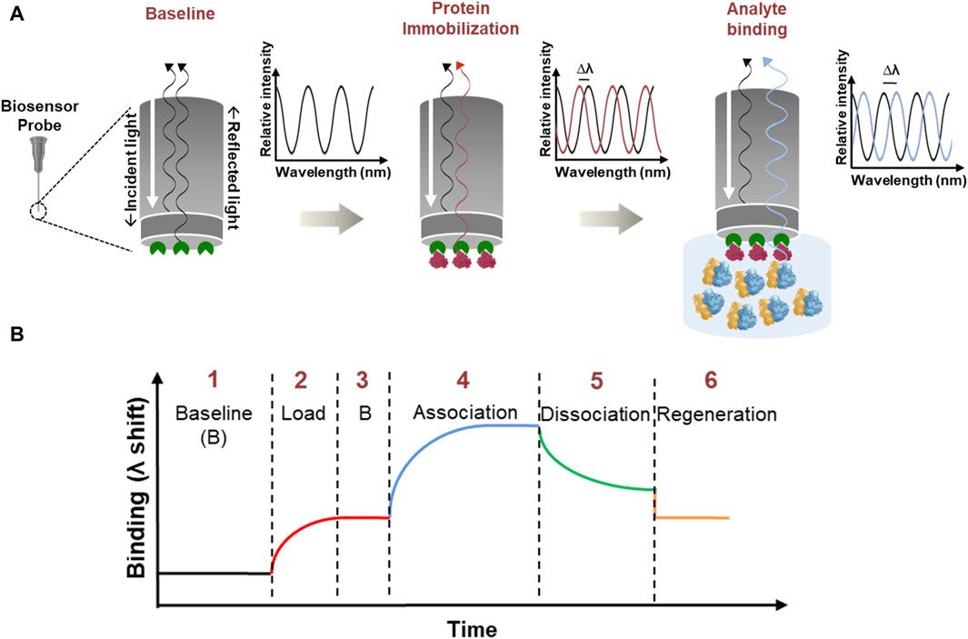 Application of bio-layer interferometry for the analysis of ribosome-protein interactions