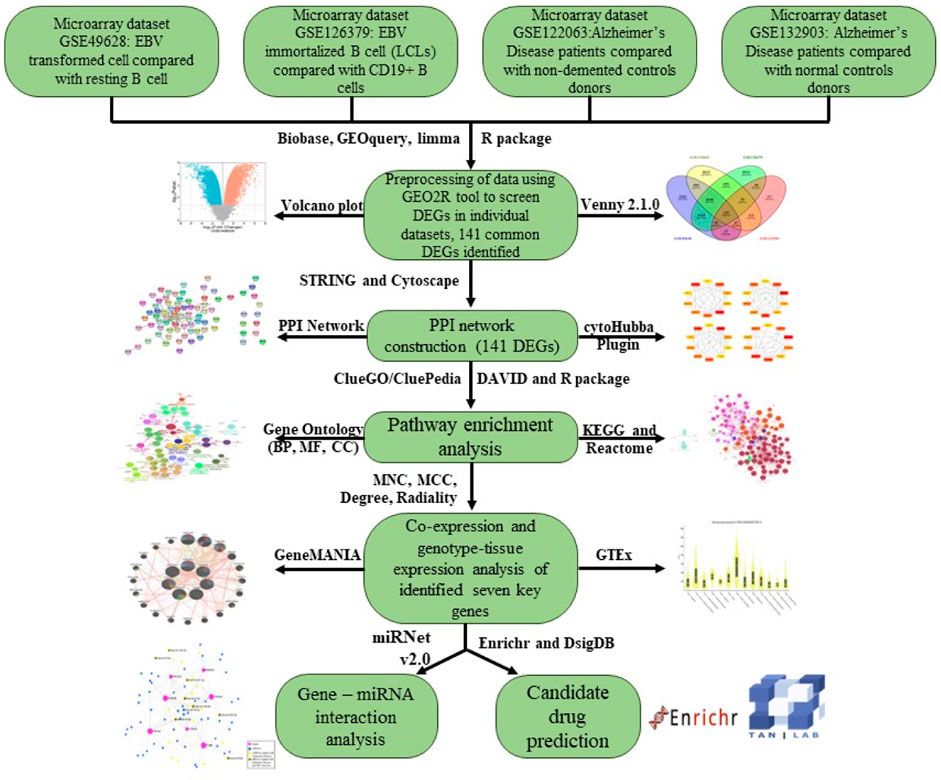 Role of 14-3-3 protein family in the pathobiology of EBV in immortalized B cells and Alzheimer’s disease