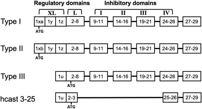 Expression of calpastatin hcast 3-25 and activity of the calpain/calpastatin system in human glioblastoma stem cells: possible involvement of hcast 3-25 in cell differentiation