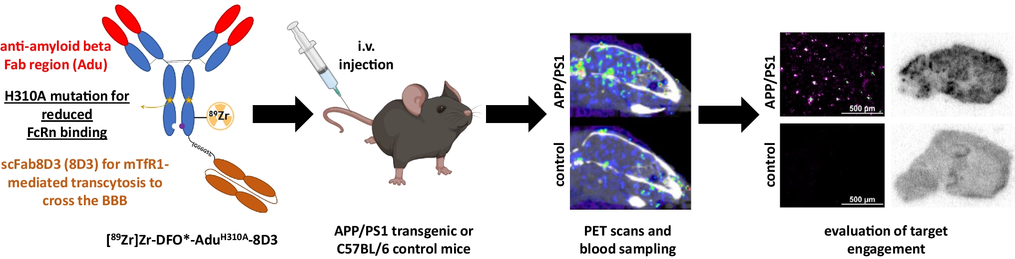 Investigation of the Impact of the H310A FcRn Region Mutation on 89Zr-Immuno-PET Brain Imaging with a BBB-Shuttle Anti‑Amyloid Beta Antibody