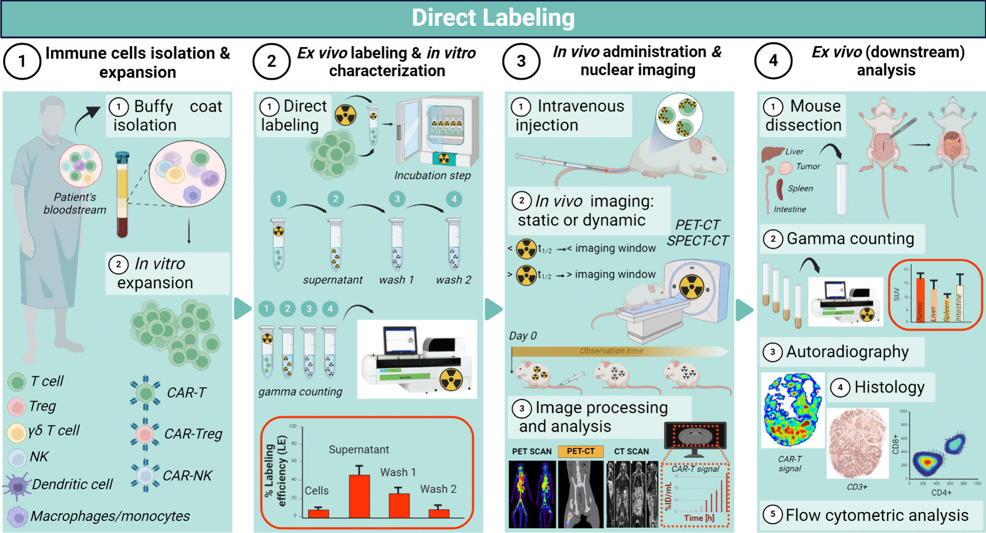 Nuclear-Based Labeling of Cellular Immunotherapies: A Simple Protocol for Preclinical Use