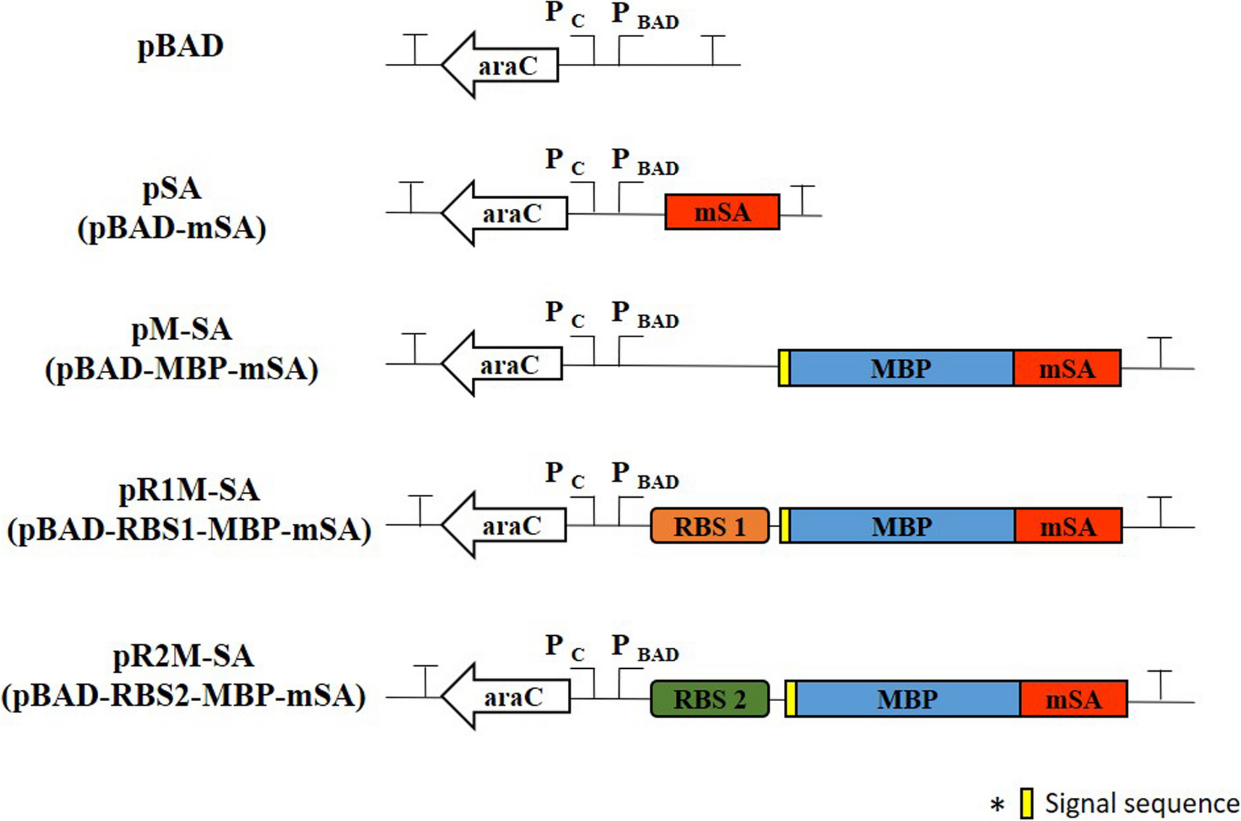 Tumor Pre-Targeting System Using Streptavidin-Expressing Bacteria﻿