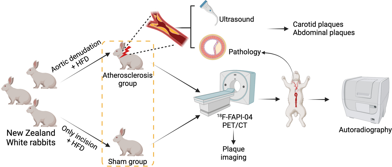 Molecular Imaging of Fibroblast Activation in Rabbit Atherosclerotic Plaques: a Preclinical PET/CT Study