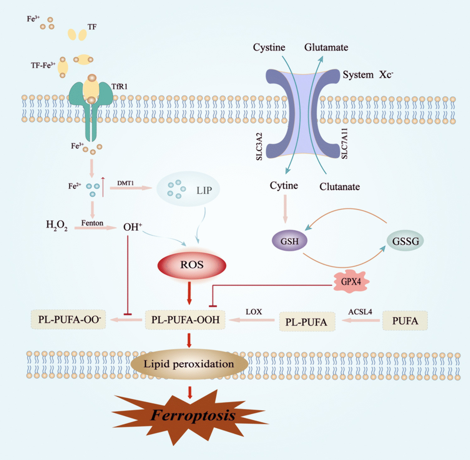 Ferroptosis in Cognitive Impairment Associated with Diabetes and Alzheimer’s Disease: Mechanistic Insights and New Therapeutic Opportunities
