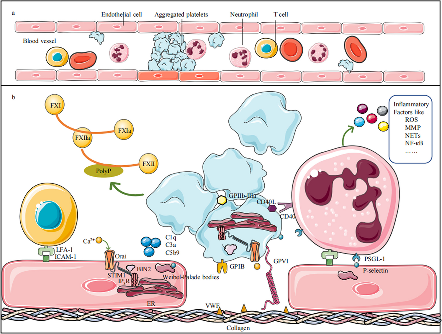 The Role of Thrombo-inflammation in Ischemic Stroke: Focus on the Manipulation and Clinical Application