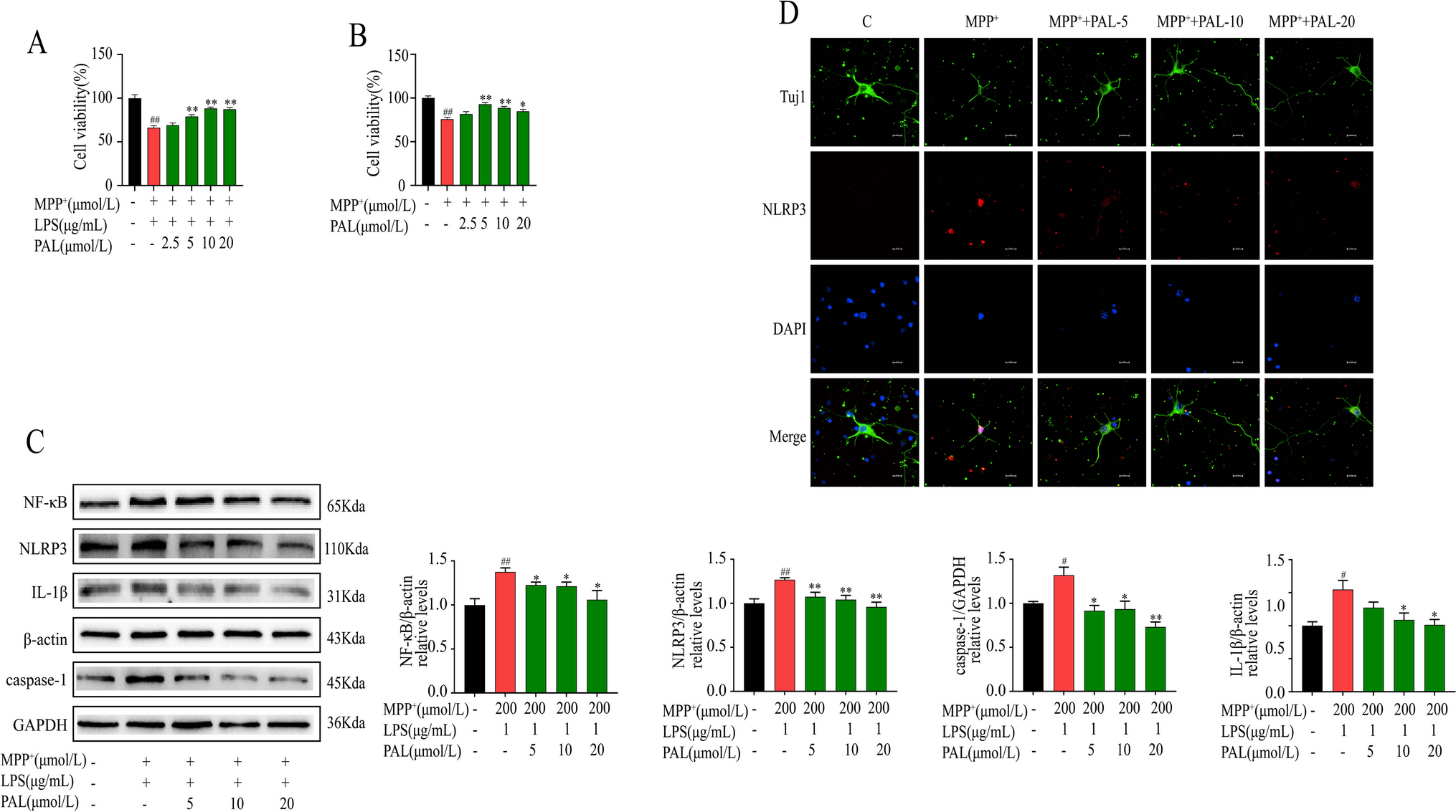 Palmatine Ameliorates Motor Deficits and Dopaminergic Neuron Loss by Regulating NLRP3 Inflammasome through Mitophagy in Parkinson's Disease Model Mice