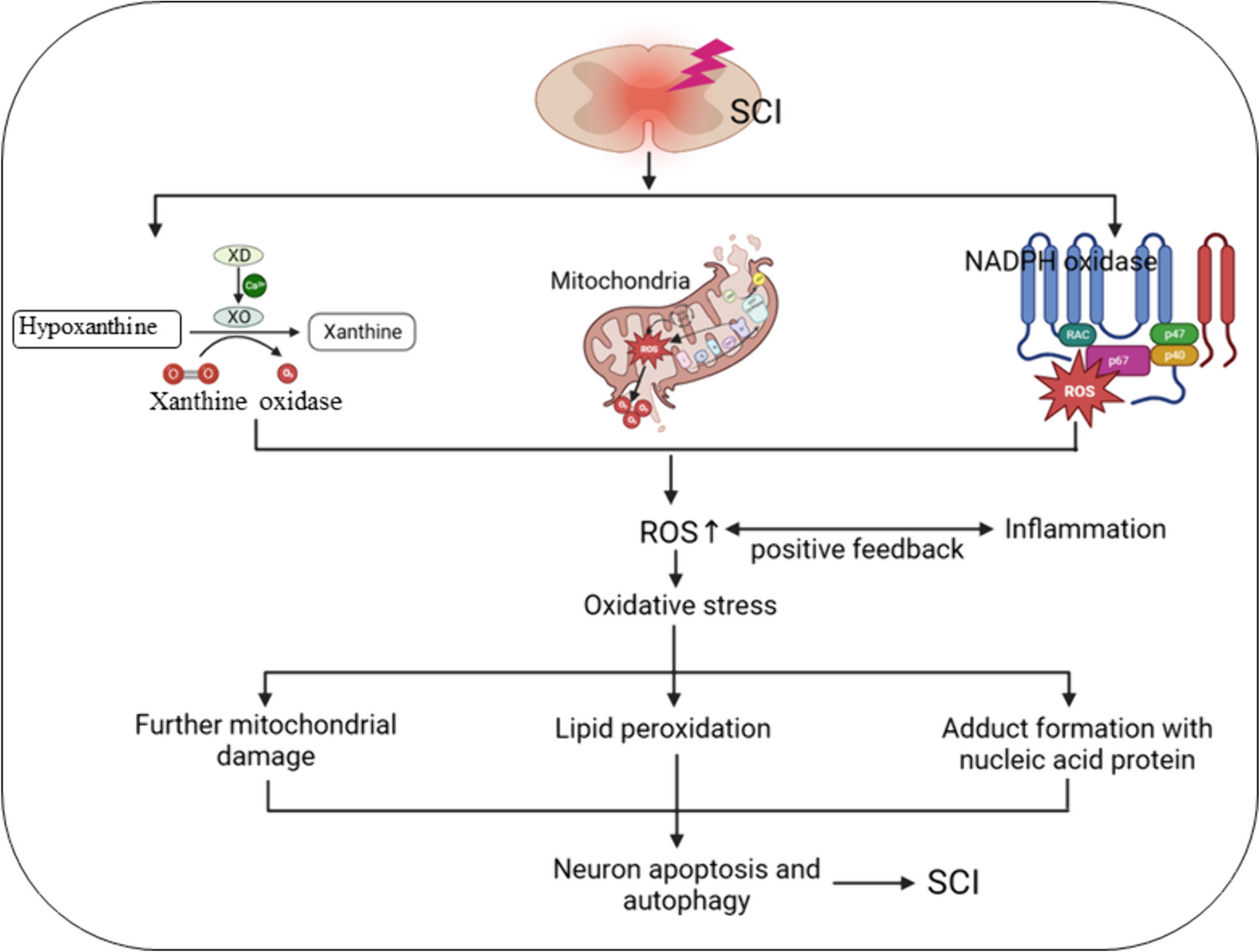 Nrf2 Signaling Pathway: Focus on Oxidative Stress in Spinal Cord Injury