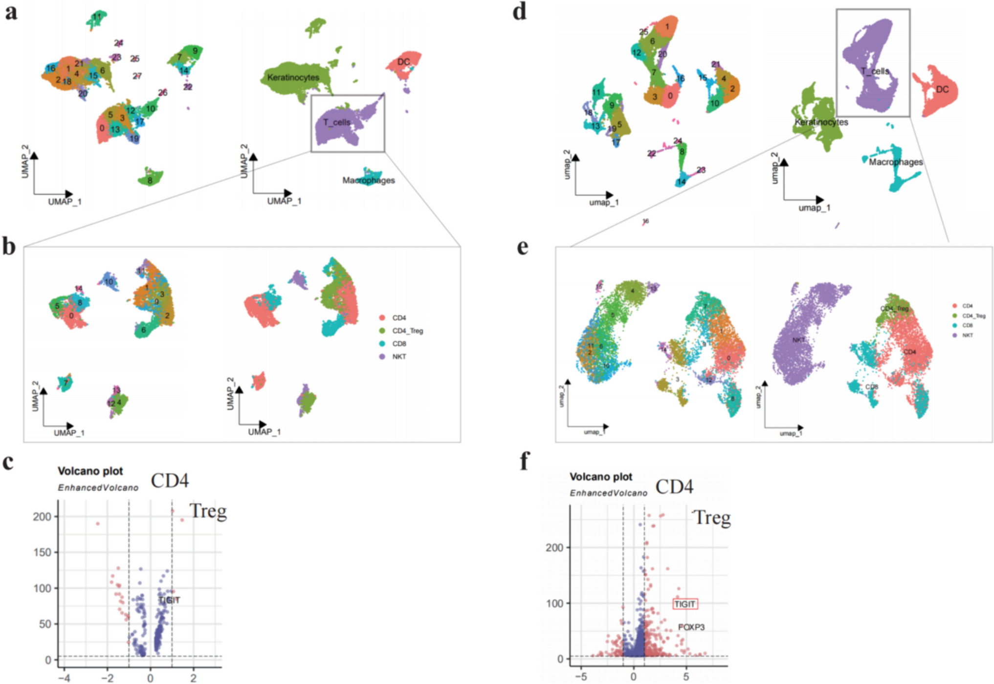 Exploring the Common Pathogenic Mechanisms of Psoriasis and Atopic Dermatitis: The Interaction between SGK1 and TIGIT Signaling Pathways