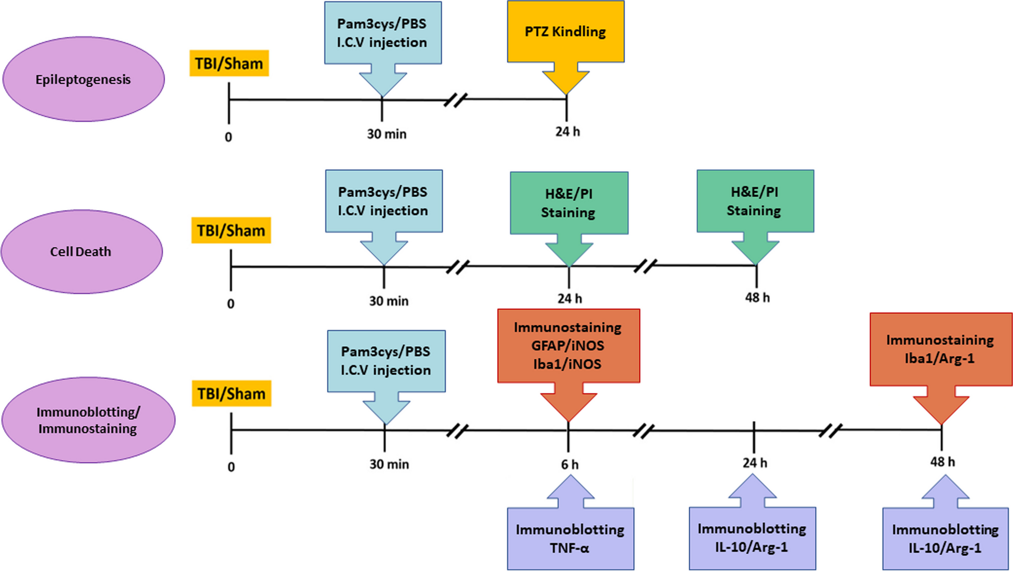 Toll-Like Receptor 1/2 Postconditioning by the Ligand Pam3cys Tempers Posttraumatic Hyperexcitability, Neuroinflammation, and Microglial Response: A Potential Candidate for Posttraumatic Epilepsy