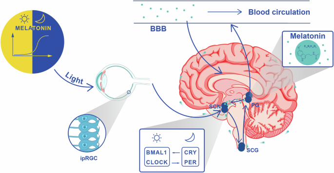 Melatonin: A potential nighttime guardian against Alzheimer’s