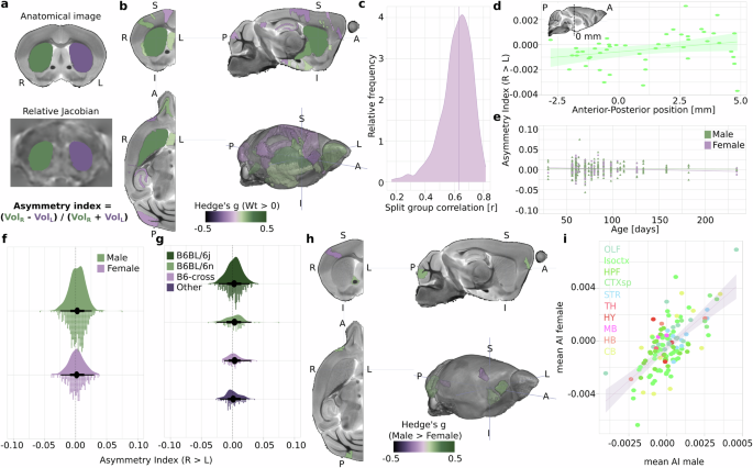 The universe is asymmetric, the mouse brain too