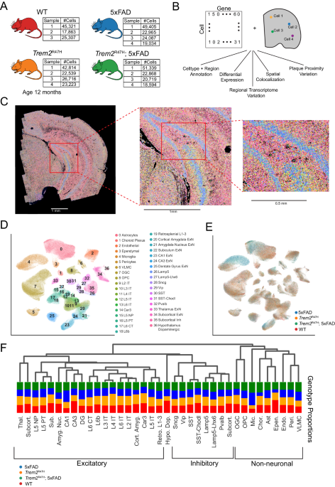 Single-cell spatial transcriptomics reveals distinct patterns of dysregulation in non-neuronal and neuronal cells induced by the Trem2R47H Alzheimer’s risk gene mutation