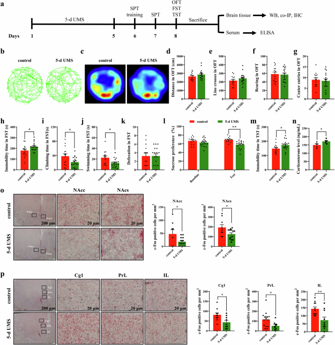 Rasd2 regulates depression-like behaviors via DRD2 neurons in the prelimbic cortex afferent to nucleus accumbens core circuit