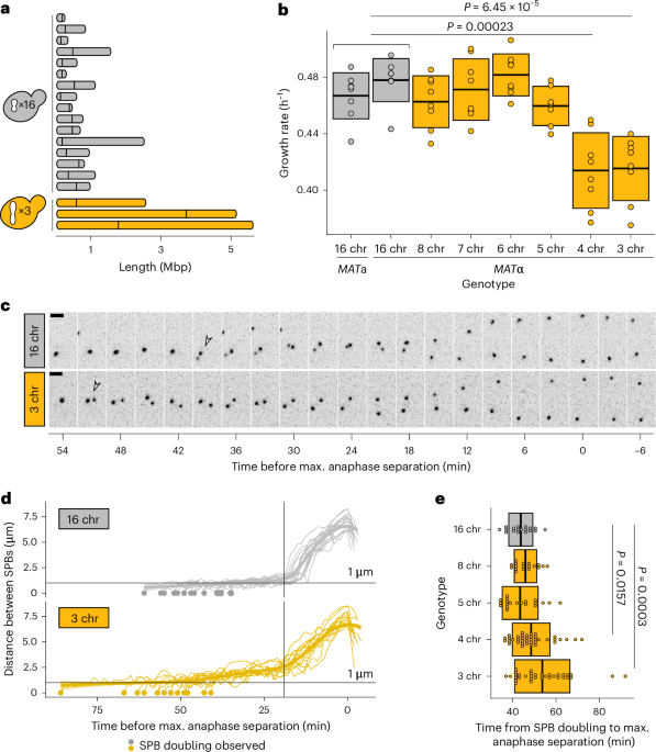Spindle architecture constrains karyotype evolution