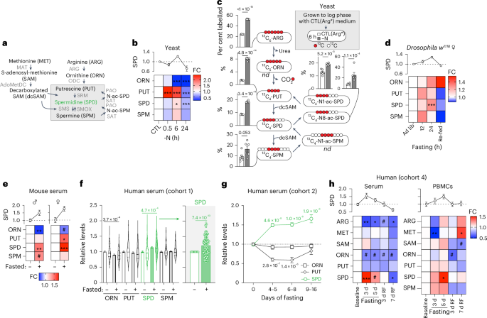 Spermidine is essential for fasting-mediated autophagy and longevity