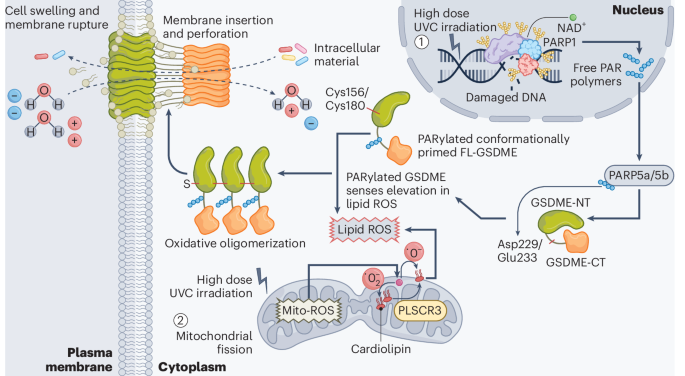 Cleavage-independent GSDME activation by UVC