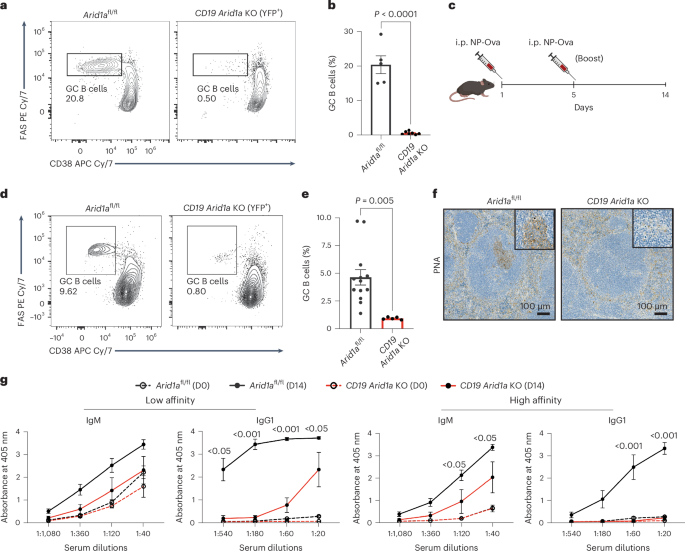 Arid1a-dependent canonical BAF complex suppresses inflammatory programs to drive efficient germinal center B cell responses