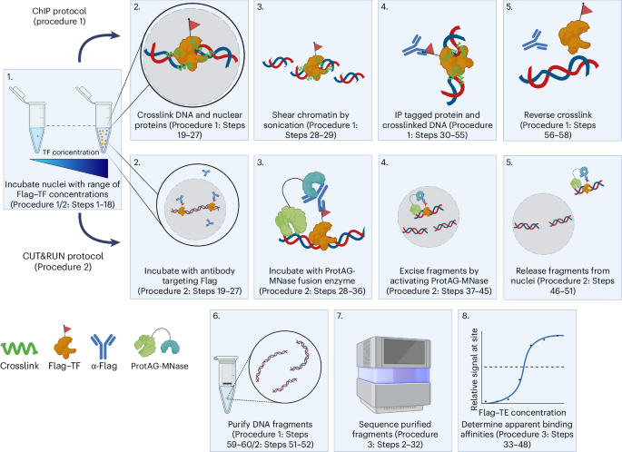 Quantifying genome-wide transcription factor binding affinities for chromatin using BANC-seq