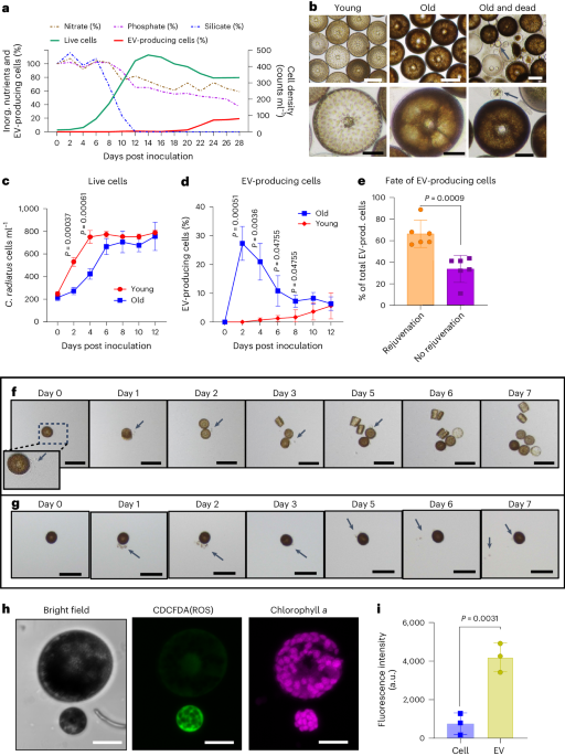 Bacteria modulate microalgal aging physiology through the induction of extracellular vesicle production to remove harmful metabolites