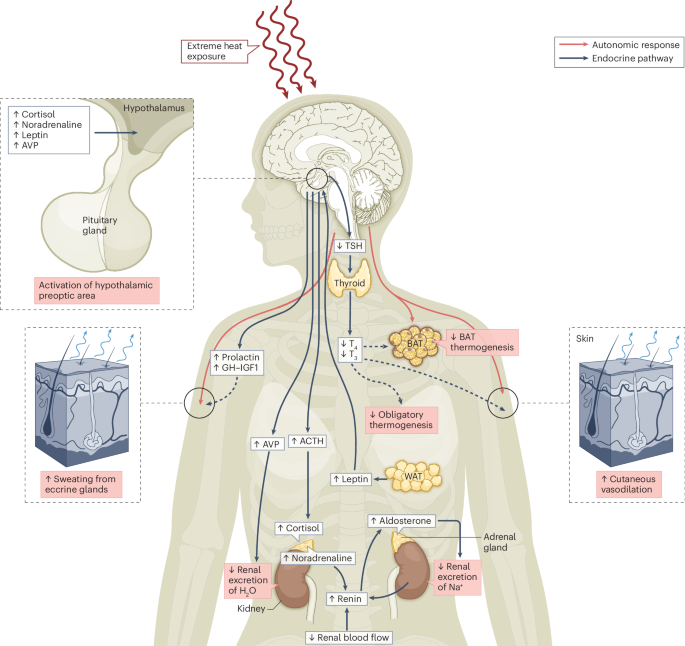 Endocrine effects of heat exposure and relevance to climate change