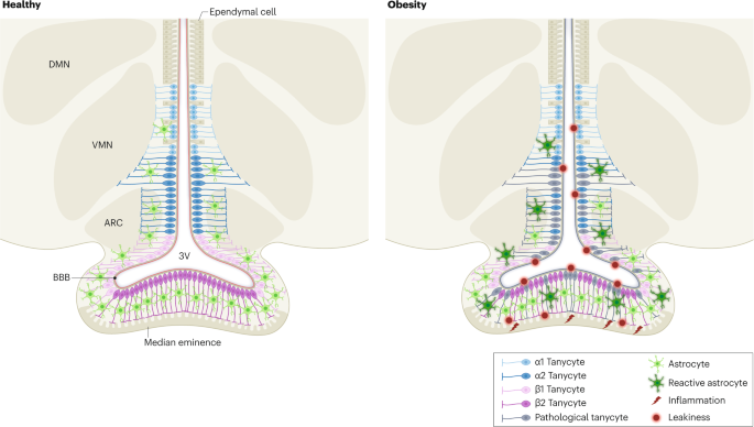 The interactions between energy homeostasis and neurovascular plasticity