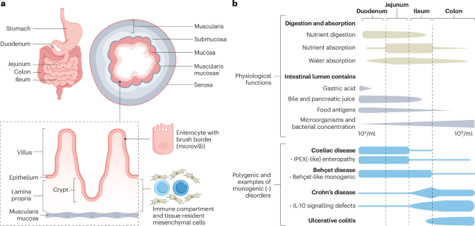 Cellular and molecular basis of proximal small intestine disorders