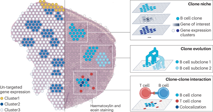 Location matters: mapping antigen receptors within tissues