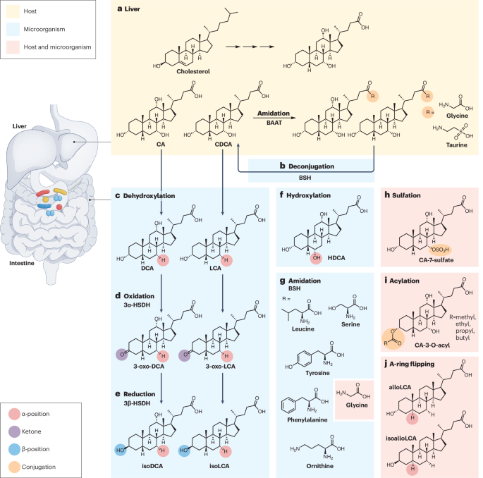 How bile acids and the microbiota interact to shape host immunity