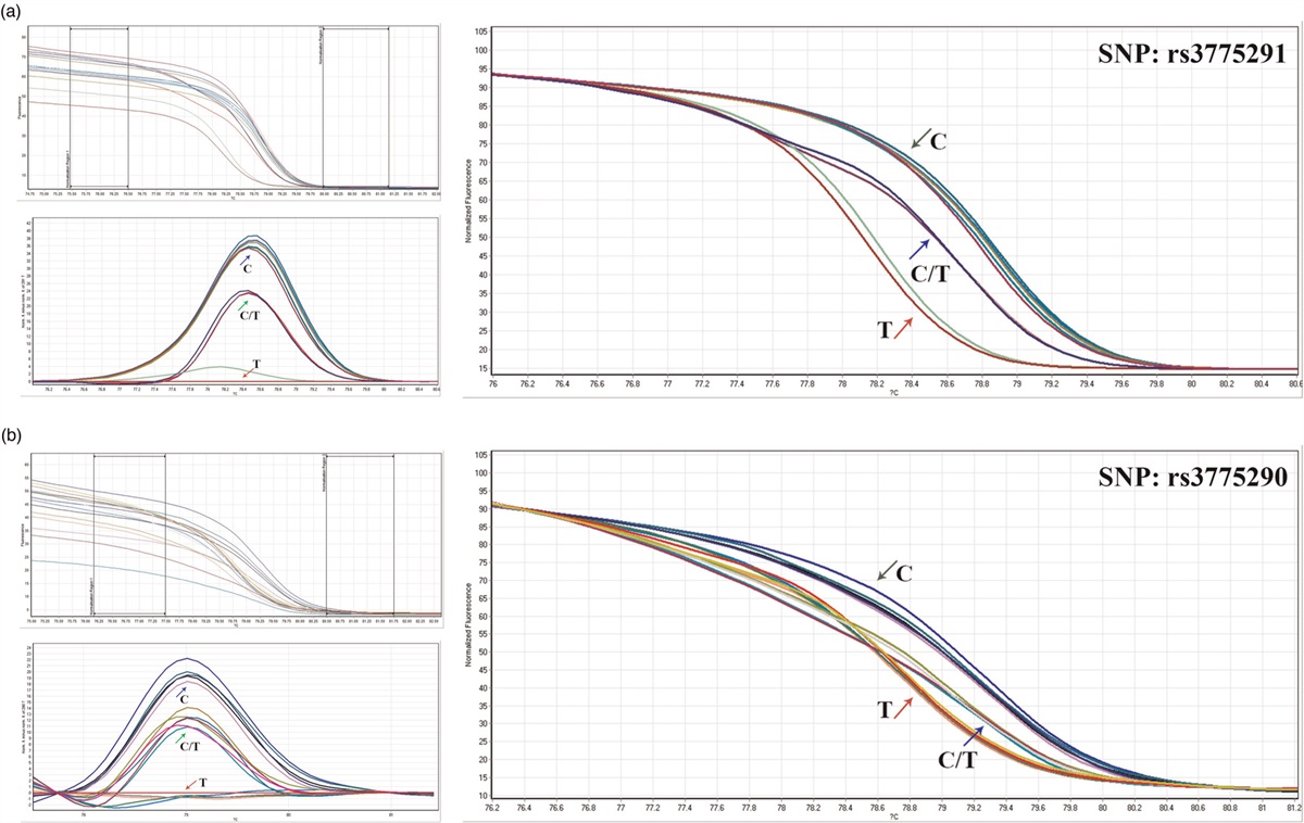 Single nucleotide polymorphism in toll-like receptor 3 gene as a potential risk factor for severe outcome of coronavirus disease 2019