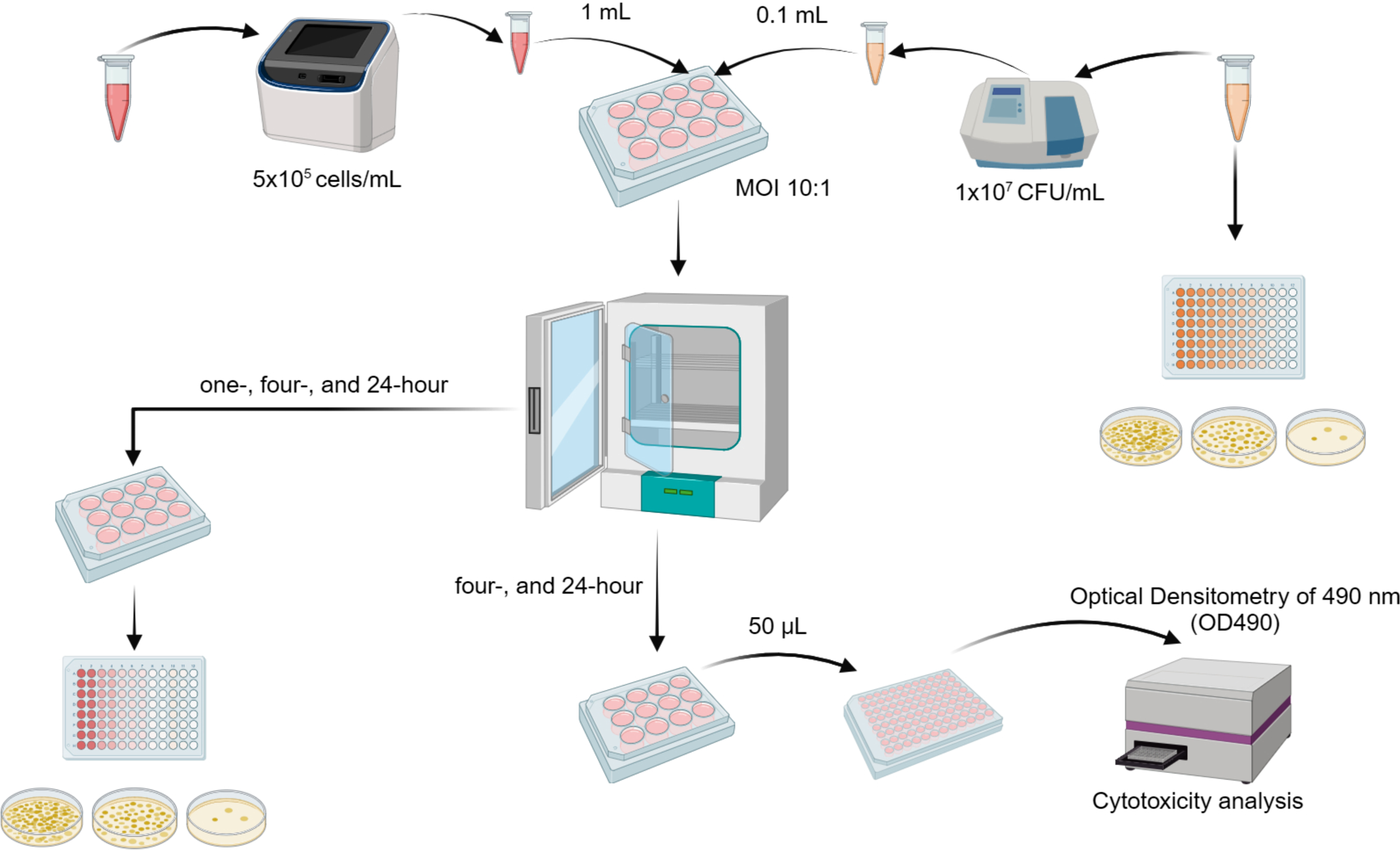 Deletions of ttrA and pduA genes in Salmonella enterica affect survival within chicken-derived HD-11 macrophages