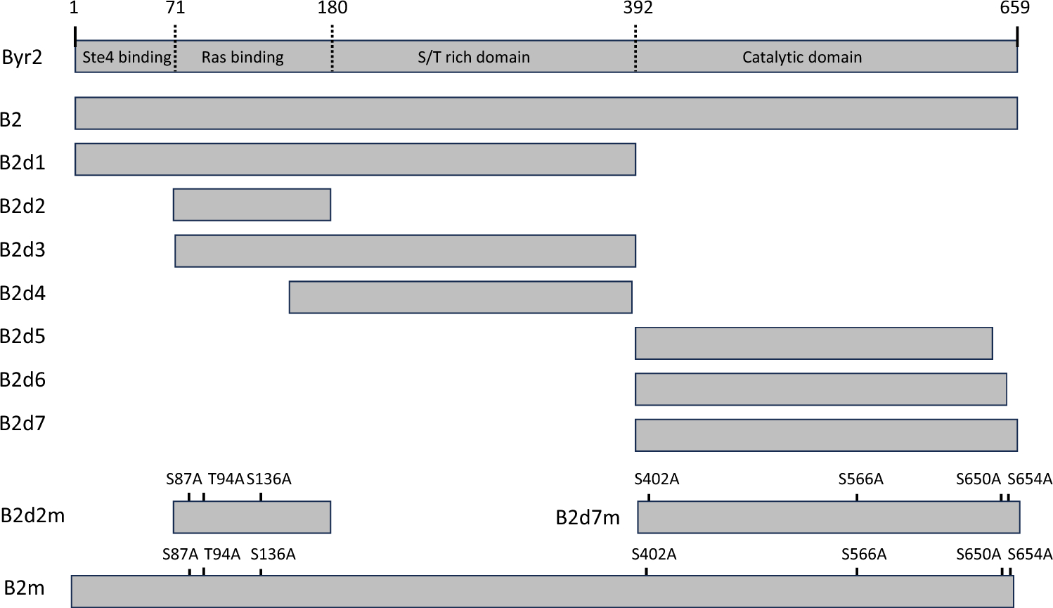 Mutational analyses of the interacting domains of Schizosaccharomyces pombe Byr2 with 14-3-3s