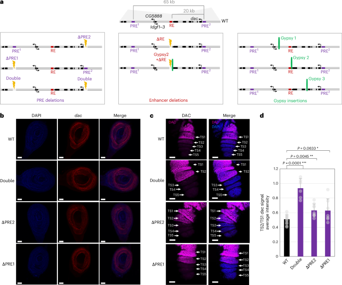 A PRE loop at the dac locus acts as a topological chromatin structure that restricts and specifies enhancer–promoter communication