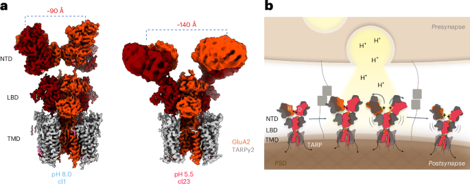 How protons shape AMPA receptor structure, function and diffusion at the synapse