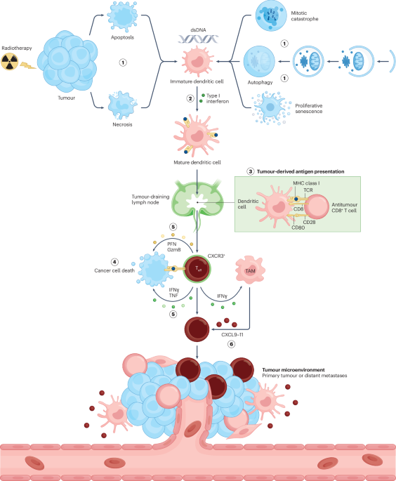 Neoadjuvant lutetium PSMA, the TIME and immune response in high-risk localized prostate cancer