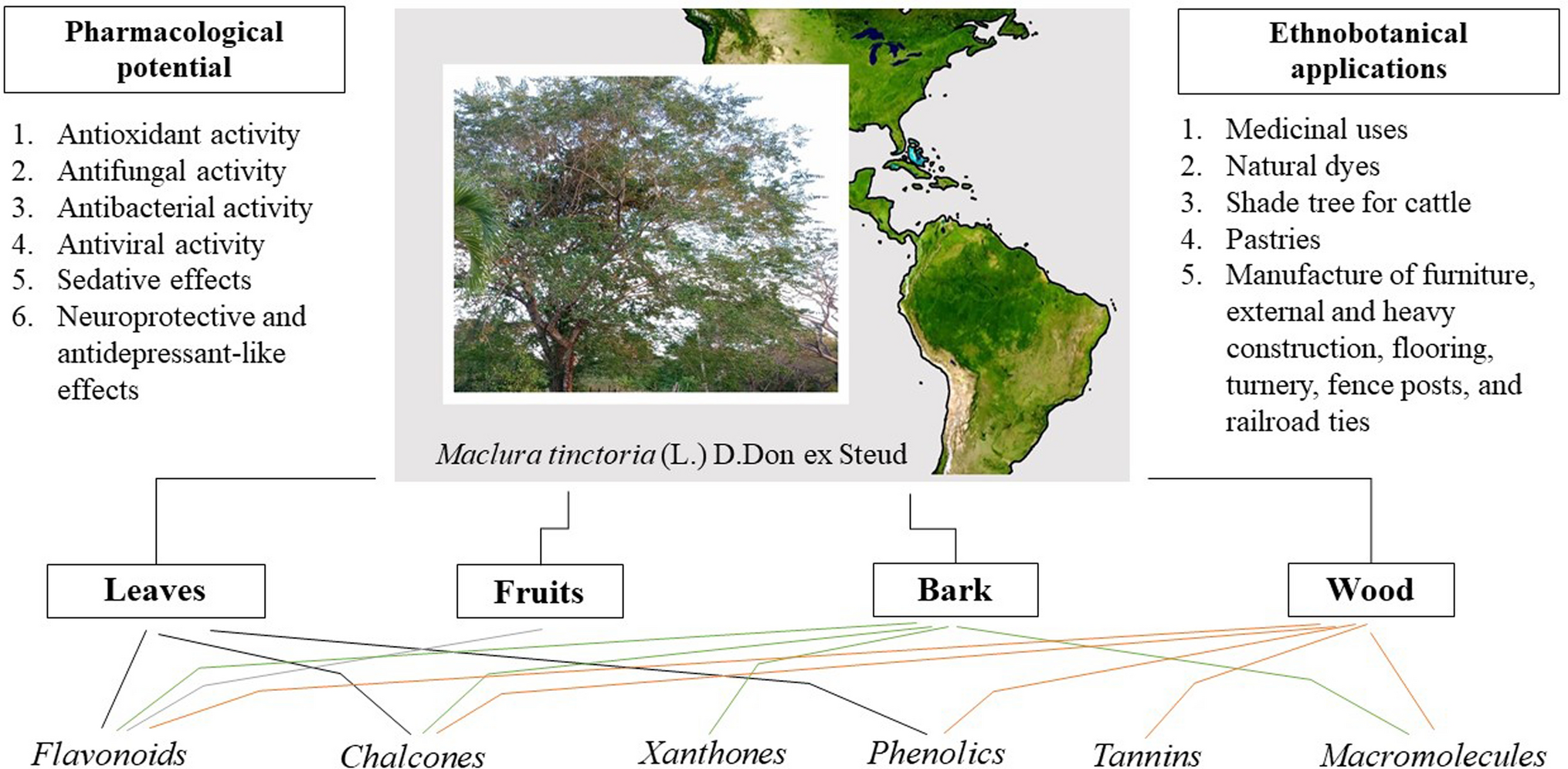 Maclura tinctoria (L.) D. Don ex Steud. (Moraceae): a review of the advances in ethnobotanical knowledge, phytochemical composition, and pharmacological potential