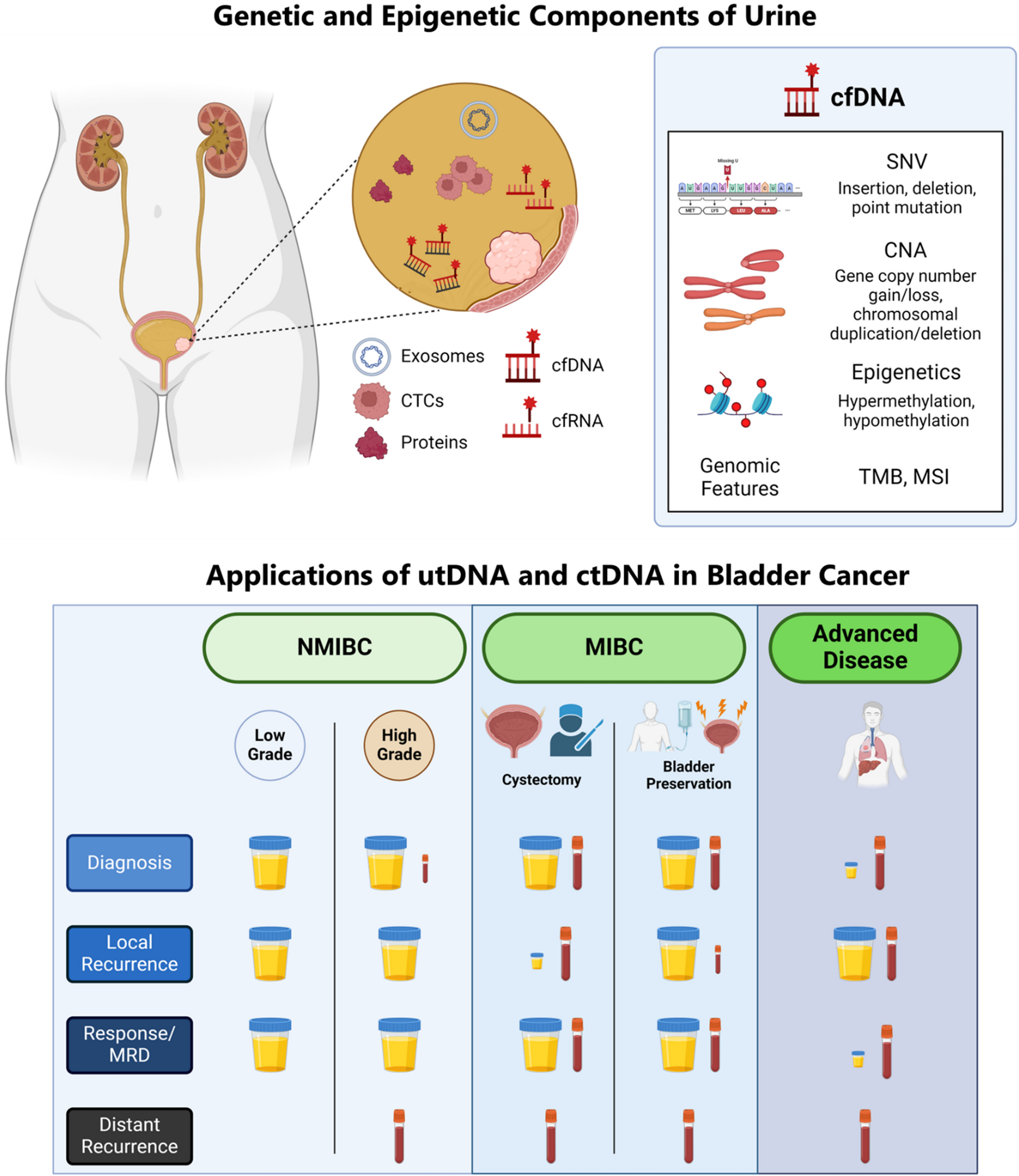 From Detection to Cure – Emerging Roles for Urinary Tumor DNA (utDNA) in Bladder Cancer