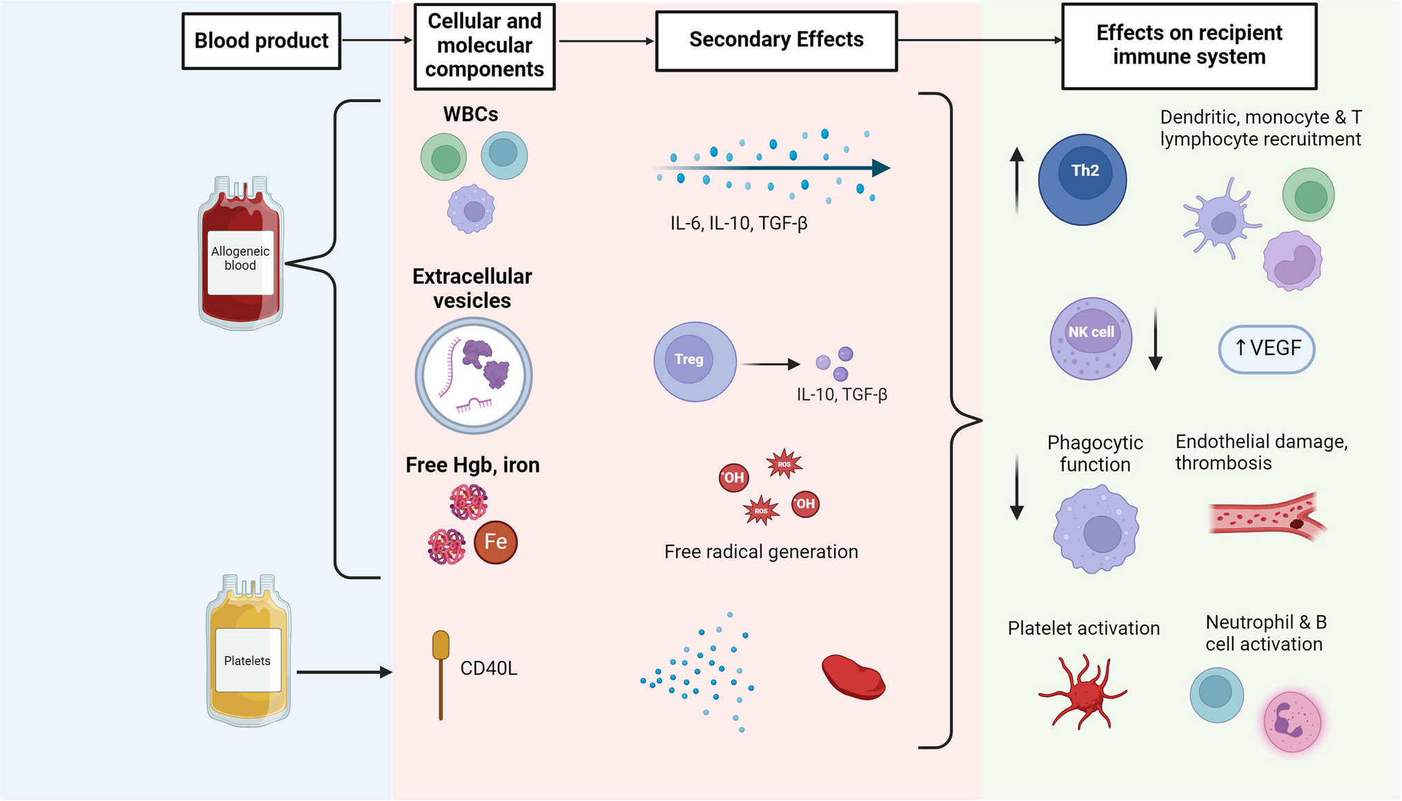 Perioperative Blood Transfusions and Cancer Progression: A Narrative Review