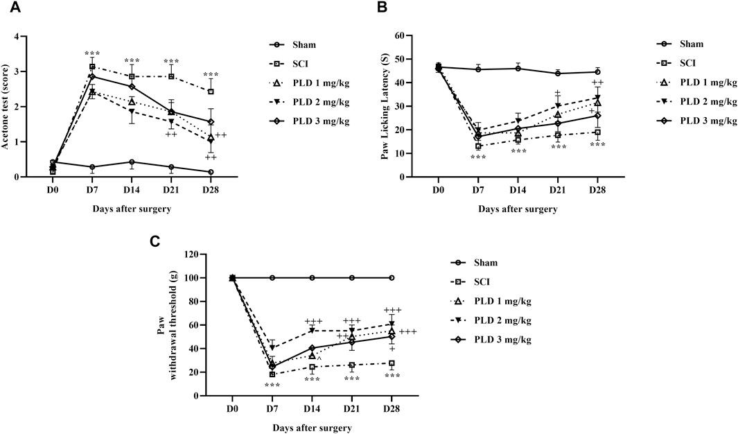 Polydatin attenuated neuropathic pain and motor dysfunction following spinal cord injury in rats by employing its anti-inflammatory and antioxidant effects