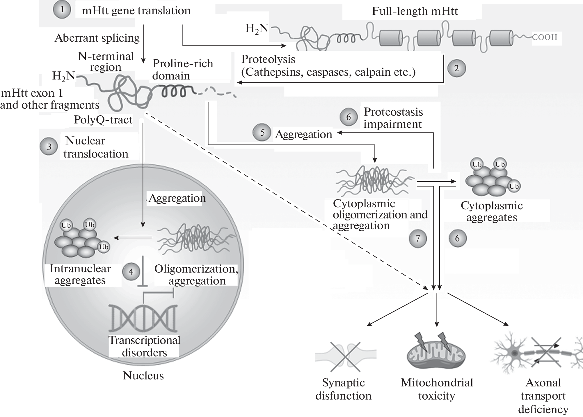 Huntingtin, the Major Factor in Huntington’s Disease Development. Main Functions and Intracellular Proteolysis