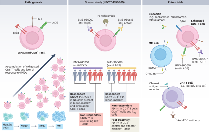 A comeback for checkpoint inhibition in multiple myeloma