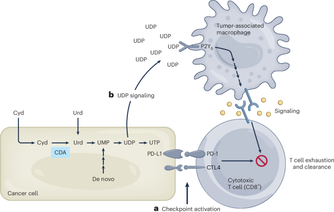 How tumors hijack macrophages for immune evasion