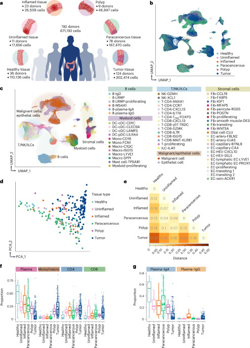Integrative single-cell analysis of human colorectal cancer reveals patient stratification with distinct immune evasion mechanisms