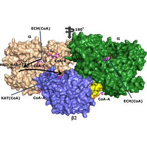 Crystallographic fragment-binding studies of the Mycobacterium tuberculosis trifunctional enzyme suggest binding pockets for the tails of the acyl-CoA substrates at its active sites and a potential substrate-channeling path between them