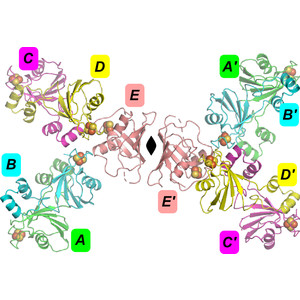 The crystal structure of Shethna protein II (FeSII) from Azotobacter vinelandii suggests a domain swap