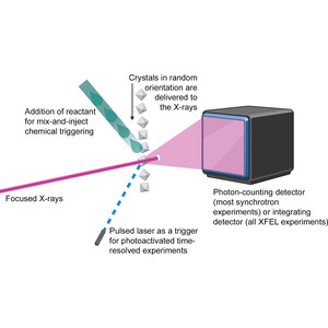 A snapshot love story: what serial crystallography has done and will do for us