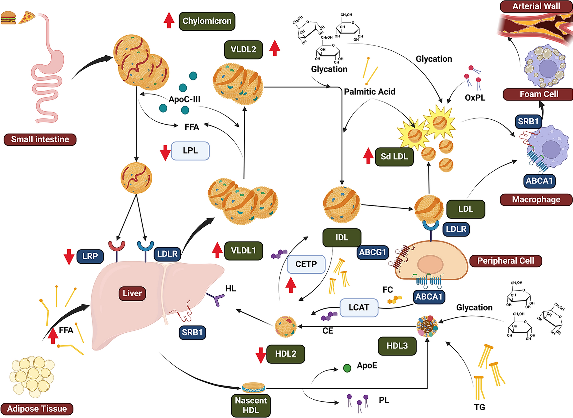 Interaction Between Primary Hyperlipidemias and Type 2 Diabetes: Therapeutic Implications