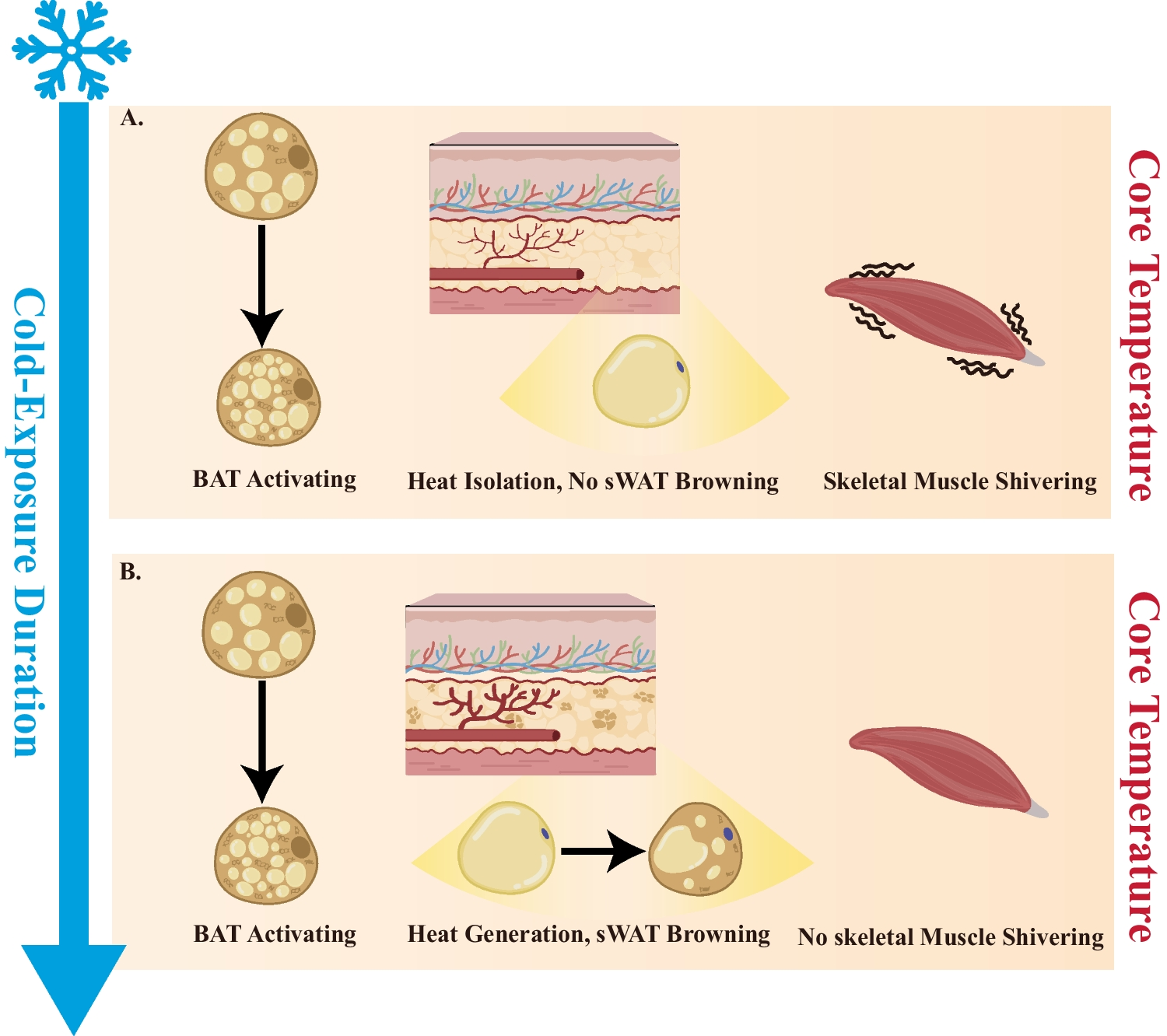 The Different Shades of Thermogenic Adipose Tissue
