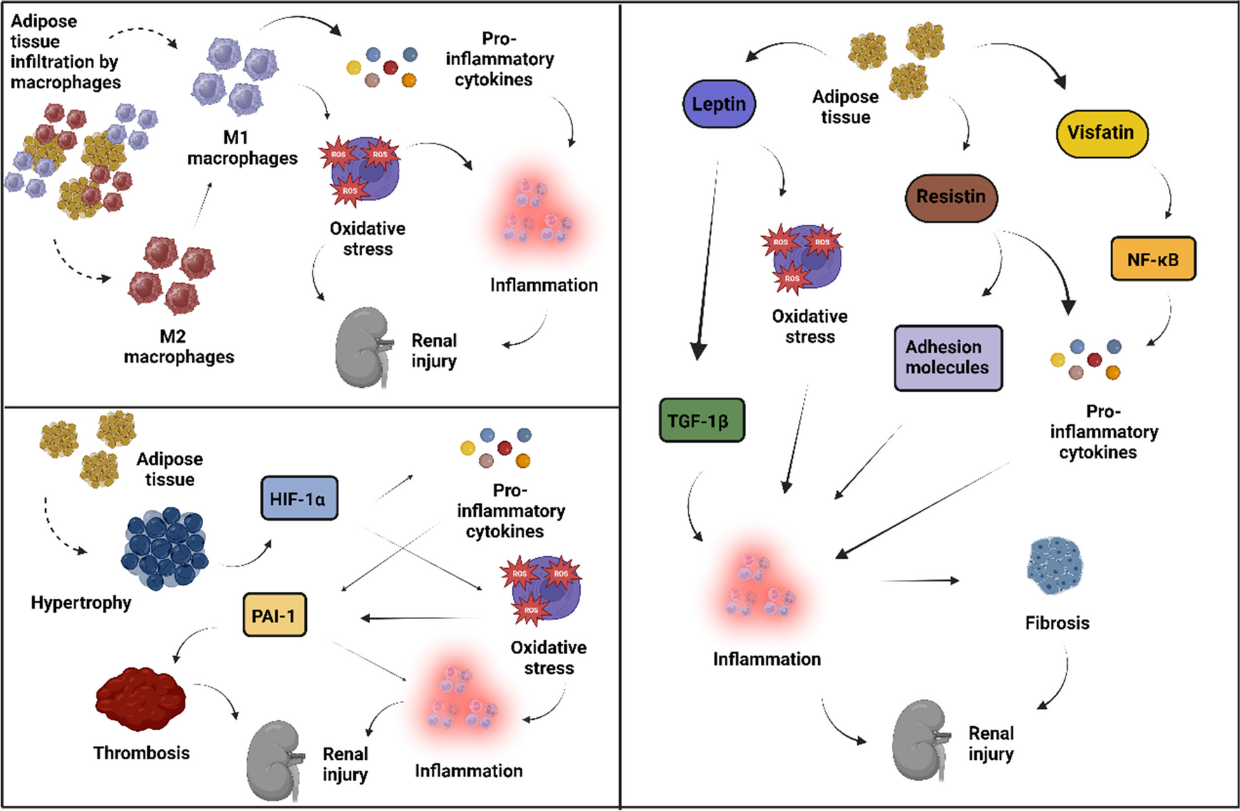 The Kidney in Obesity: Current Evidence, Perspectives and Controversies