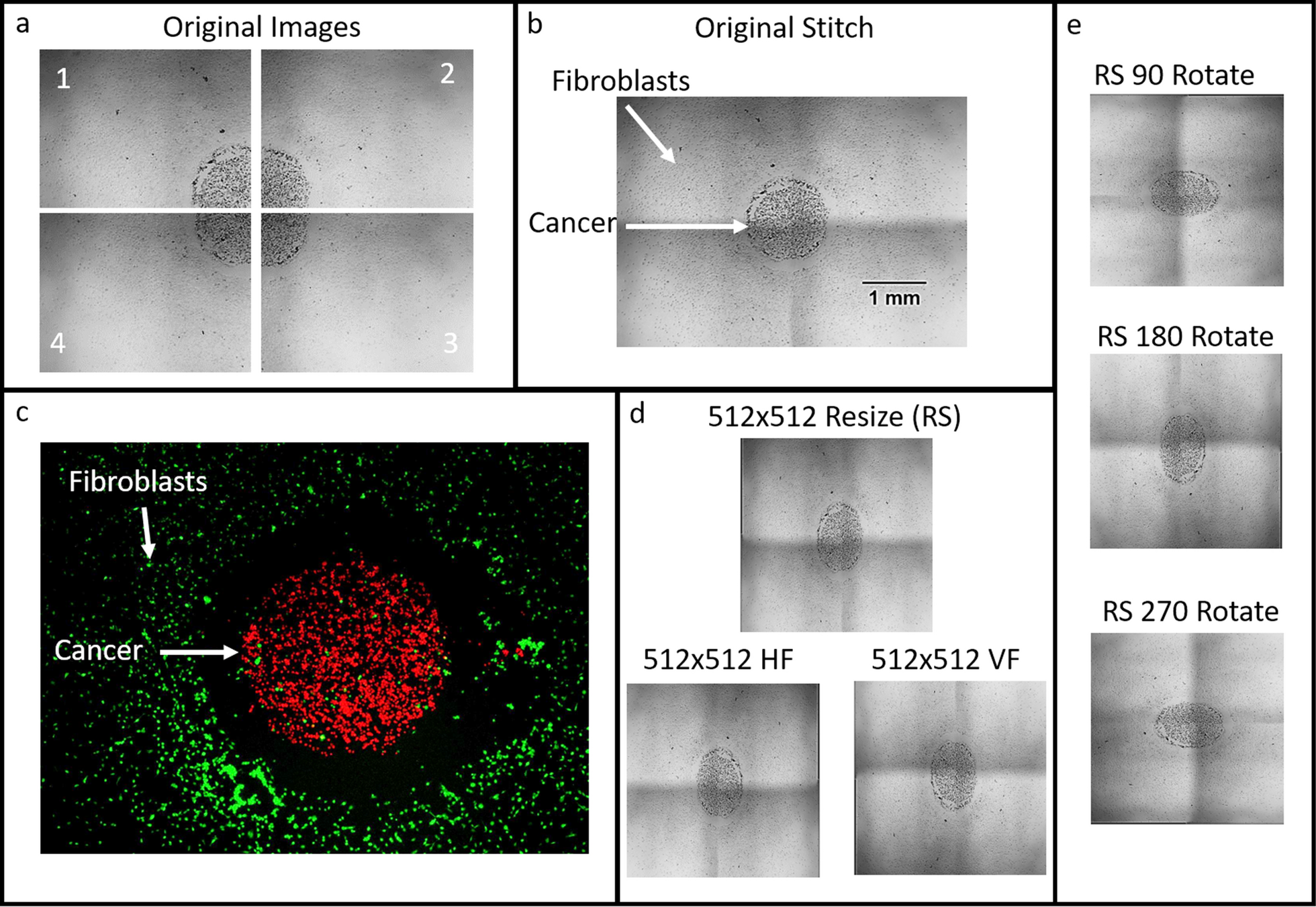 Machine learning enabled classification of lung cancer cell lines co-cultured with fibroblasts with lightweight convolutional neural network for initial diagnosis