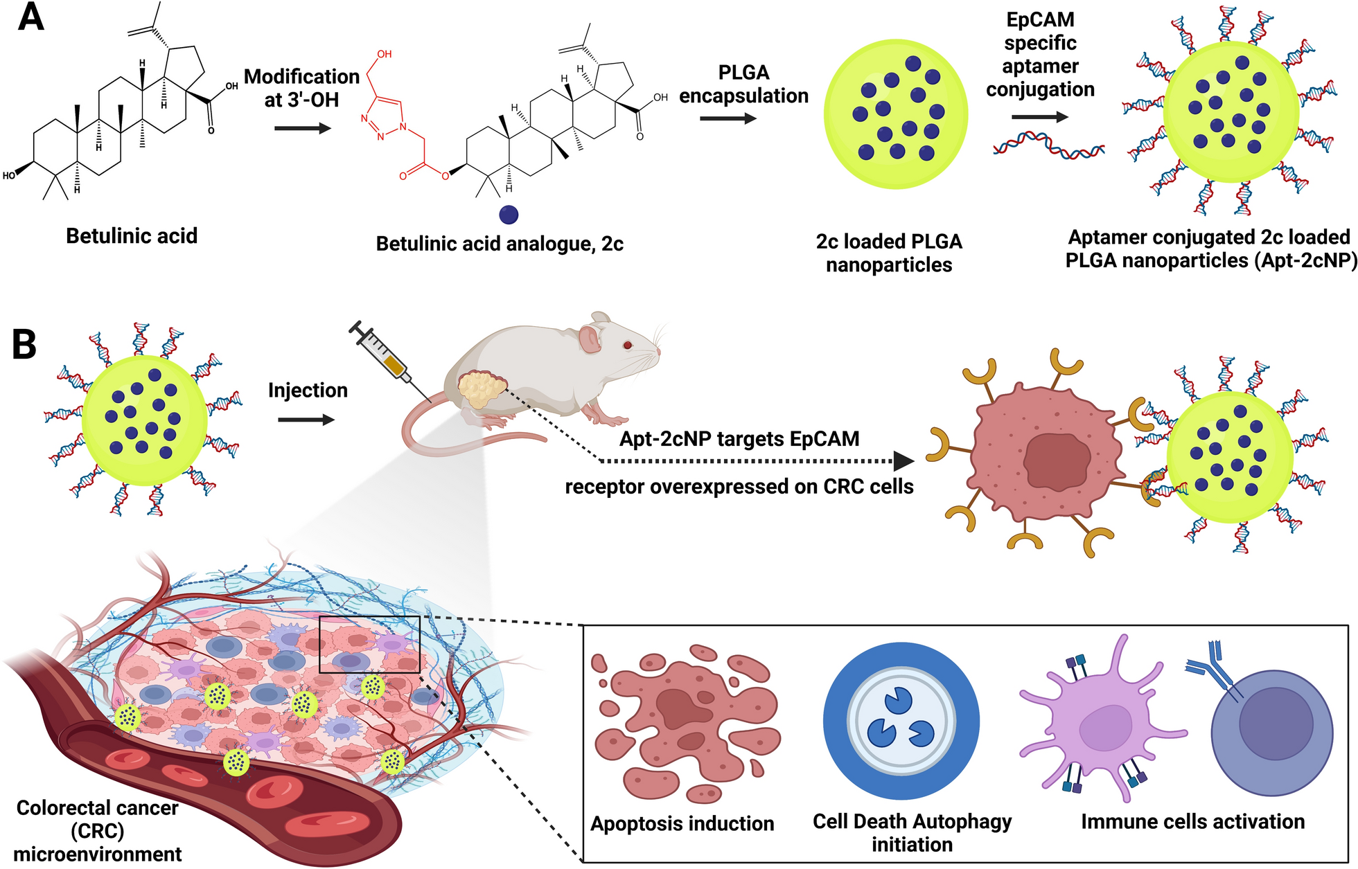 EpCAM-targeted betulinic acid analogue nanotherapy improves therapeutic efficacy and induces anti-tumorigenic immune response in colorectal cancer tumor microenvironment